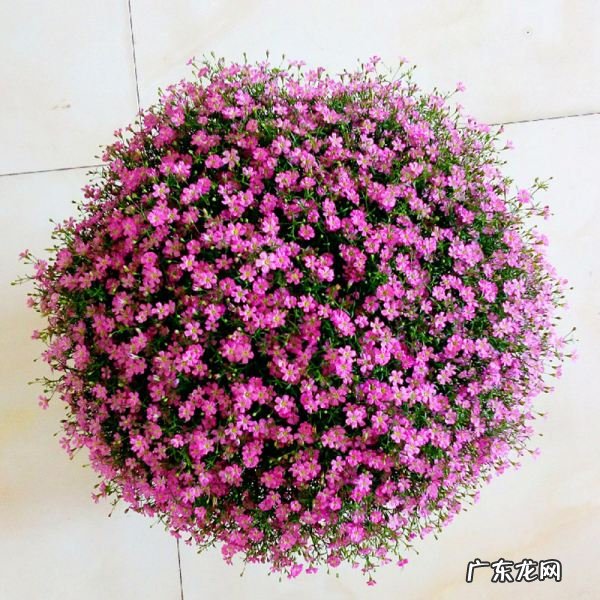 满天星的花语,满天星的花语是什么