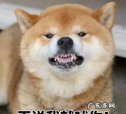 噗呲 什么意思,网络语6是什么意思