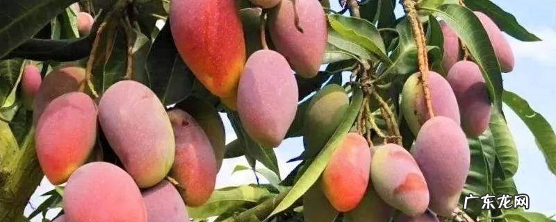 紫红色的芒果是什么品种 红色芒果是什么品种