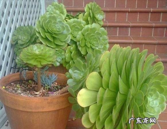 玉龙观音怎么修剪,玉龙观音老桩怎么修剪