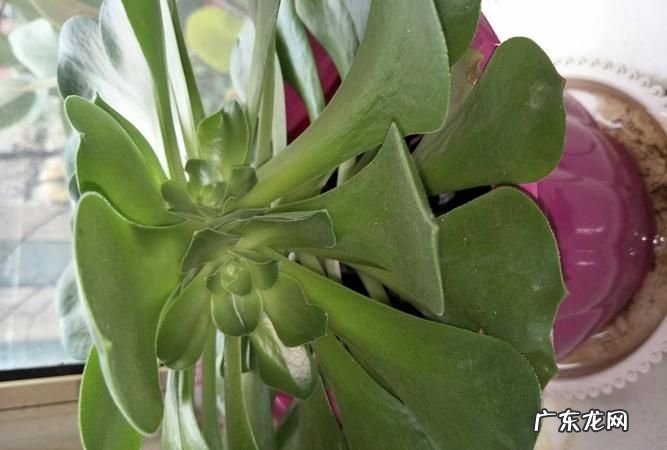 玉龙观音怎么修剪,玉龙观音老桩怎么修剪