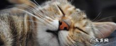 犬科和猫科的区别,猫科动物与犬科动物两者有什么区别