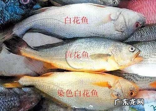 怎么识别黄花鱼,怎样辨别黄花鱼是野生的还是养殖的