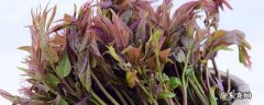 香椿芽的吃法 香椿芽怎么吃法