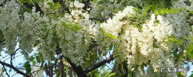 槐花怎么长期保存 槐花如何长期保存
