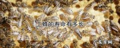 工蜂的寿命有多长,一只工蜂的寿命有多长