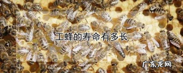 工蜂的寿命有多长,一只工蜂的寿命有多长