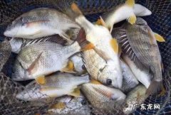 黄翅鱼做法 你都学会了,黄翅鱼刺多不多适合宝宝吃