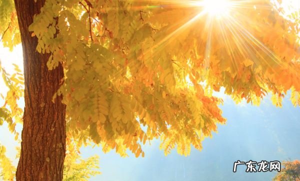 阳光的寓意和象征,阳光的寓意和象征 有关太阳的寓意介绍