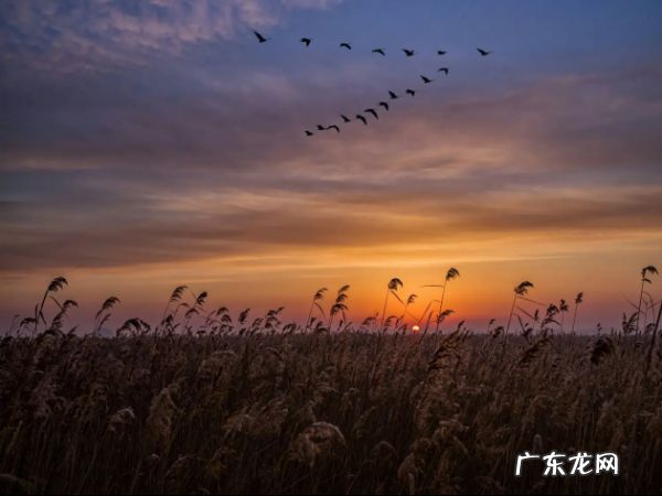 大雁往南飞是因为什么,大雁往南飞是因为什么一年级