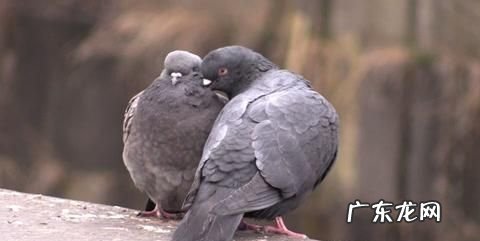 鸽和咕咕咕什么梗 啥意思,咕咕咕是什么梗 网络语咕咕咕什么意思