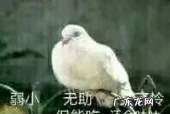 鸽和咕咕咕什么梗 啥意思,咕咕咕是什么梗 网络语咕咕咕什么意思