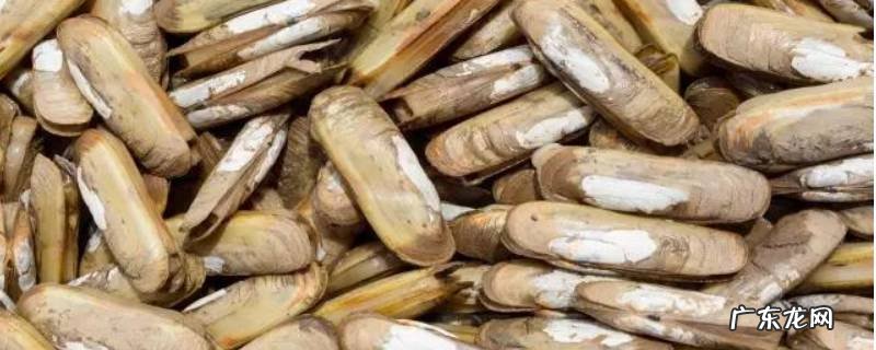 怎样做蛏子好吃又简单 怎样做蛏子好吃?