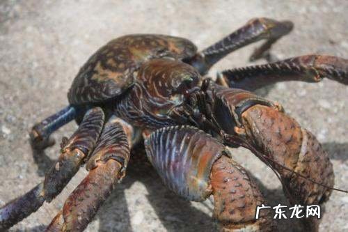 椰子蟹是保护动物为什么还有人吃,椰子蟹可以吃有毒