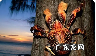 椰子蟹是保护动物为什么还有人吃,椰子蟹可以吃有毒