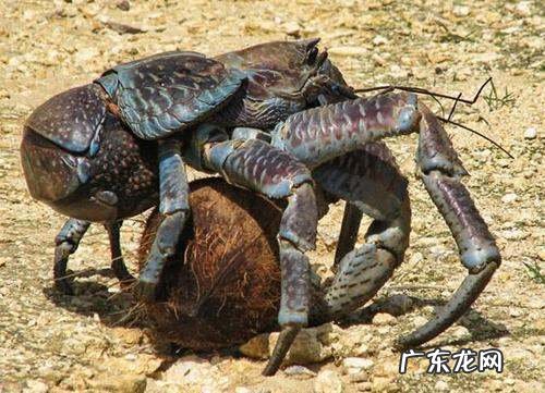 椰子蟹是保护动物为什么还有人吃,椰子蟹可以吃有毒