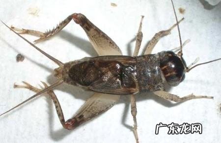 促织是蟋蟀还是蝈蝈,促织是一种昆虫它的俗称是什么