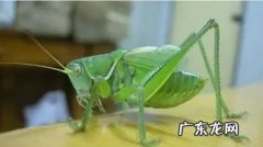 促织是蟋蟀还是蝈蝈,促织是一种昆虫它的俗称是什么