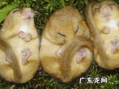 冬天睡觉的动物有什么,冬天有哪些动物冬眠