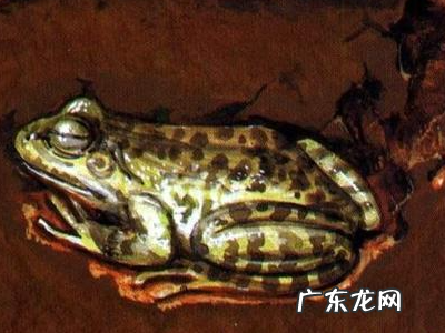 冬天睡觉的动物有什么,冬天有哪些动物冬眠