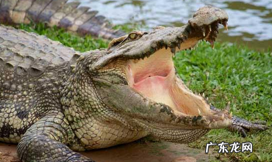 冬天睡觉的动物有什么,冬天有哪些动物冬眠