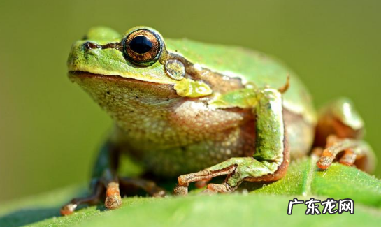 冬天睡觉的动物有什么,冬天有哪些动物冬眠