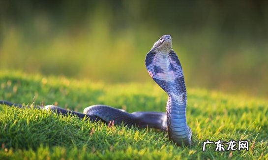 冬天睡觉的动物有什么,冬天有哪些动物冬眠