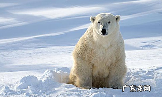 冬天睡觉的动物有什么,冬天有哪些动物冬眠