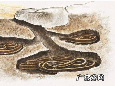 冬天睡觉的动物有什么,冬天有哪些动物冬眠