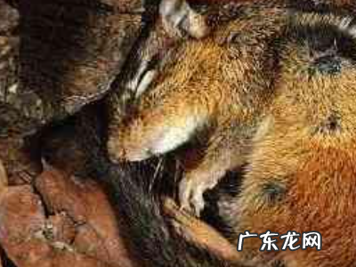 冬天睡觉的动物有什么,冬天有哪些动物冬眠