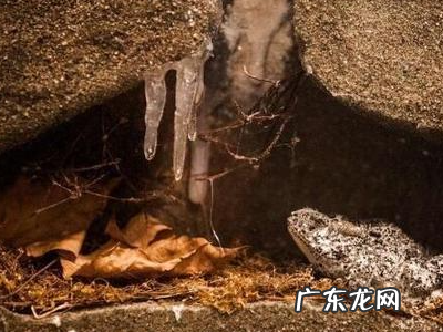 冬天睡觉的动物有什么,冬天有哪些动物冬眠