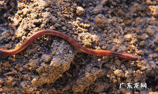 冬天睡觉的动物有什么,冬天有哪些动物冬眠