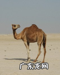 骆驼背上的两个峰起什么作用,被称为沙漠之舟的骆驼其耐渴能力