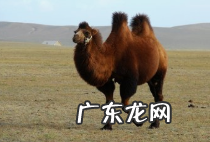 骆驼背上的两个峰起什么作用,被称为沙漠之舟的骆驼其耐渴能力