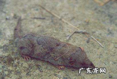 尖嘴老鼠是什么品种,像老鼠一样的动物叫什么