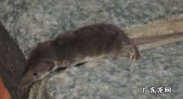 尖嘴老鼠是什么品种,像老鼠一样的动物叫什么