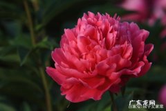 芍药种子怎么种植,芍药花怎么种芍药的种植方法