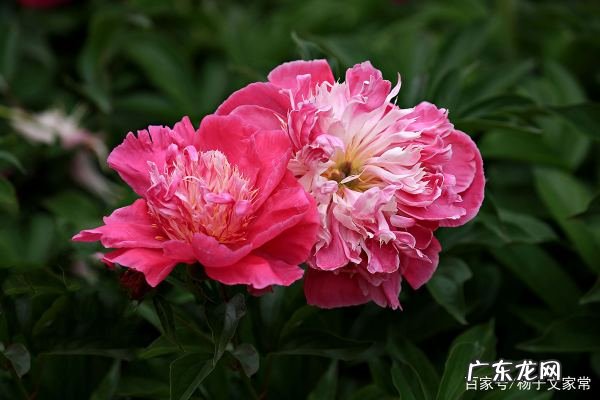 芍药种子怎么种植,芍药花怎么种芍药的种植方法