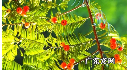 红豆杉果子有毒性,红豆杉的果实有毒