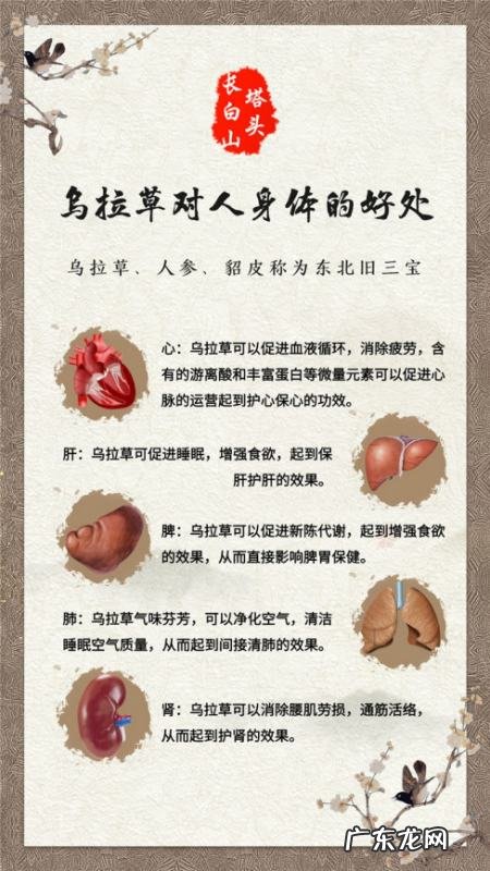 乌拉草有什么用处,东北三宝中的乌拉草的优点是什么