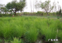 乌拉草有什么用处,东北三宝中的乌拉草的优点是什么