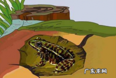 青蛙要冬眠吗,青蛙需要冬眠