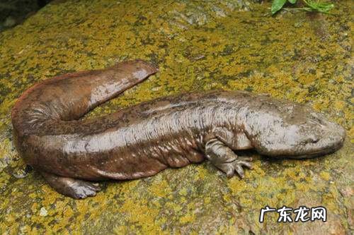 娃娃鱼会不会被水淹死,娃娃鱼可以在自来水中生存