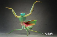 昆虫记螳螂的外形和生活特征,昆虫记中螳螂的外形是什么