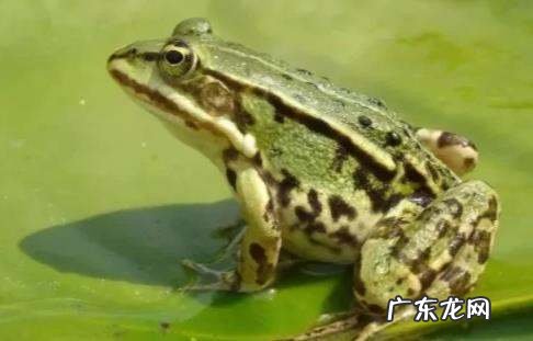 青蛙是怎么冬眠的,青蛙怎样冬眠
