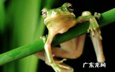 青蛙是怎么冬眠的,青蛙怎样冬眠