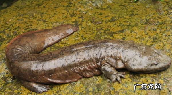 野生娃娃鱼是国家几级保护动物,娃娃鱼是国家一级保护动物