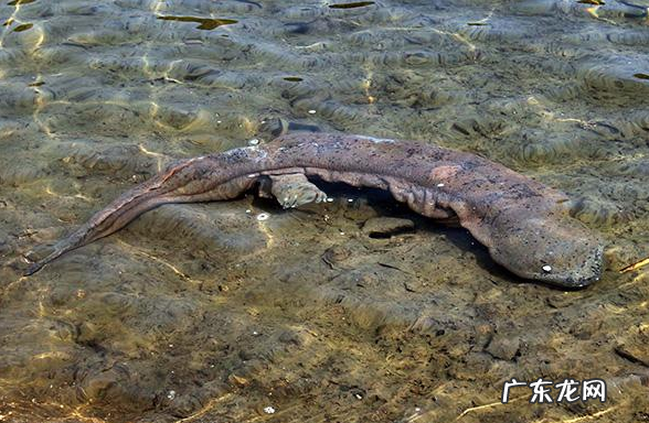 野生娃娃鱼是国家几级保护动物,娃娃鱼是国家一级保护动物