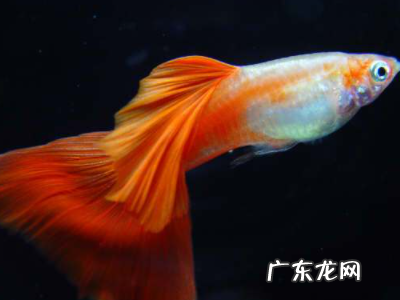 鱼儿的尾巴可以干什么,鱼的尾巴有什么作用