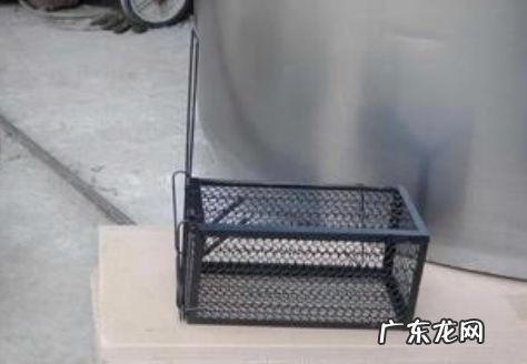 天花板隔层有老鼠怎么办,天花板有老鼠怎么办能除根